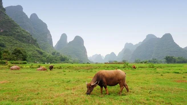 德媒刊文附和美国论调，敦促中国减少产能。大意就是说，中国数十年来经济飞速发展，挣