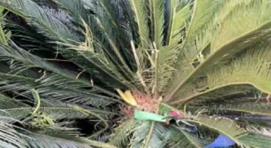 女子酒后与妹妹因清理狗屎发生争执，凌晨5点将2只狗从21楼扔下摔死，狗买回不到一