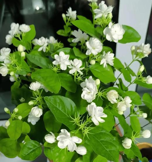 再穷也要养一盆！这7种天然“杀菌花”，好看好养，全家都受益！
7、虎皮兰
虎皮兰