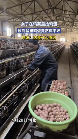 解释不清了！河北，女子在鸡窝里收鸡蛋，一只手唰唰地几下就能捡起好几个鸡蛋，可奇怪
