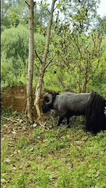 不达目的誓不罢休，精神可嘉，就是不明白为啥穿了件裙子[捂脸]