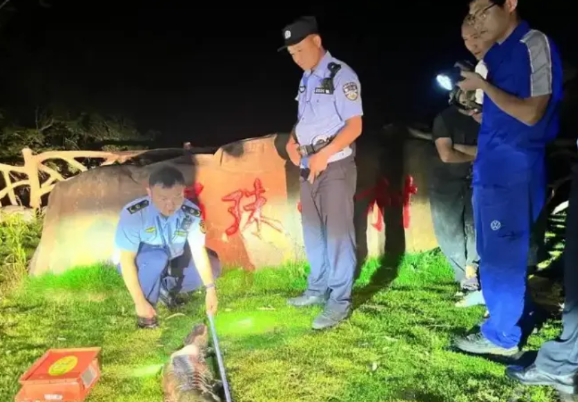 “活久见！”6月10日夜间，重庆男子在江边散步时，发现不远处有一团黑漆漆的东西在