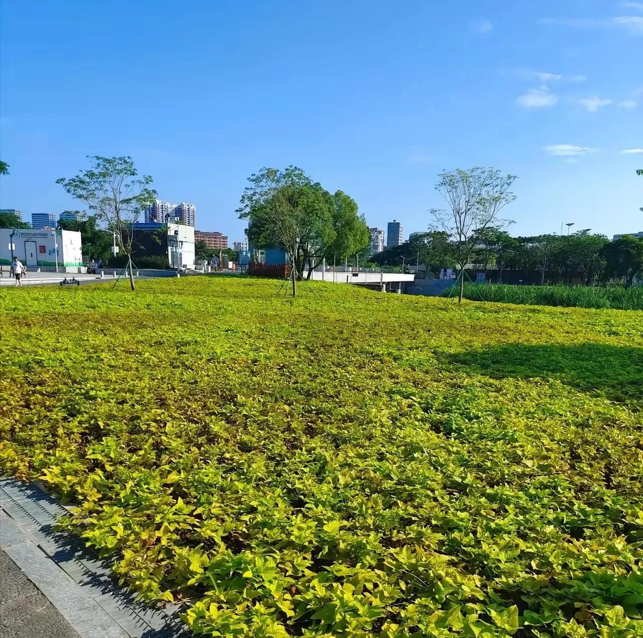 某地将城市绿化带种上了红薯，给全国各地的城市绿化开了一个好头儿！
在我看来，既然