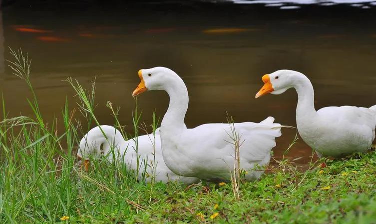 四川省达州市十大特产
（仅供阅读交流，不作权威排行）
一、开江白鹅
二、巴山雀舌