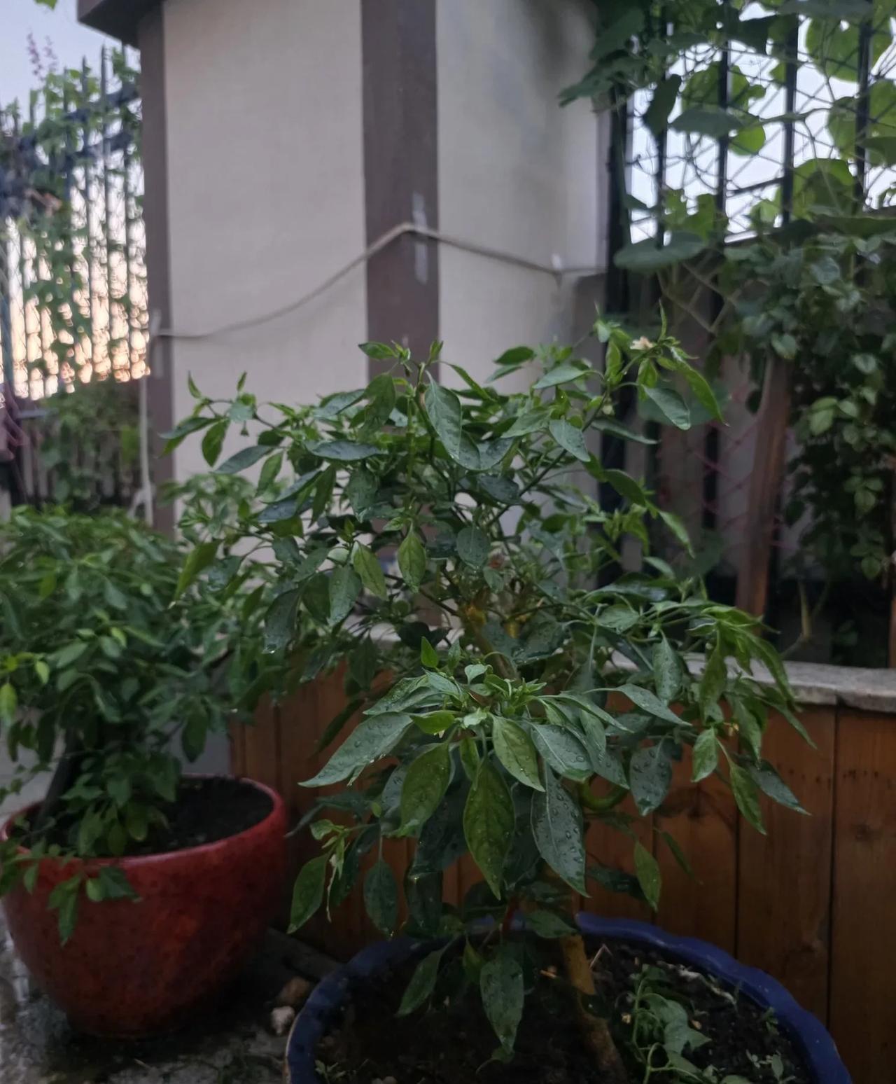 准备：趁着女儿一家还没到，我赶紧理理思路……
接女儿电话，他们一家三口今晚9：3