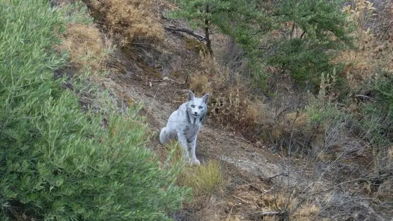 “幽灵猫”现身山林，摄影师苦寻一个多月，首次拍到白色伊比利亚猞猁