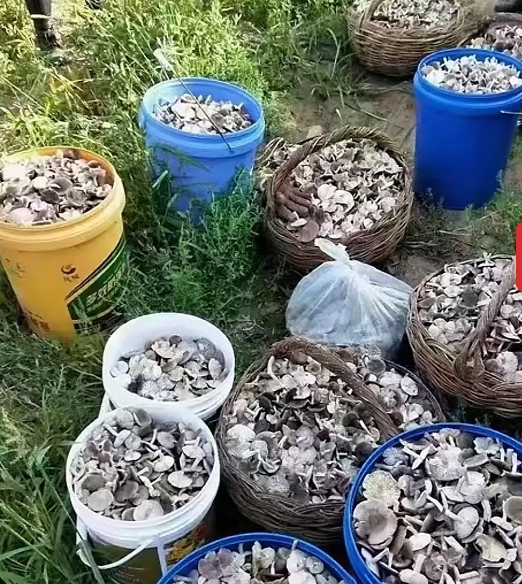我这人经不起诱惑，看到别人捡蘑菇的视频，自己就坐不住了，也想出去捡蘑菇。
这样的