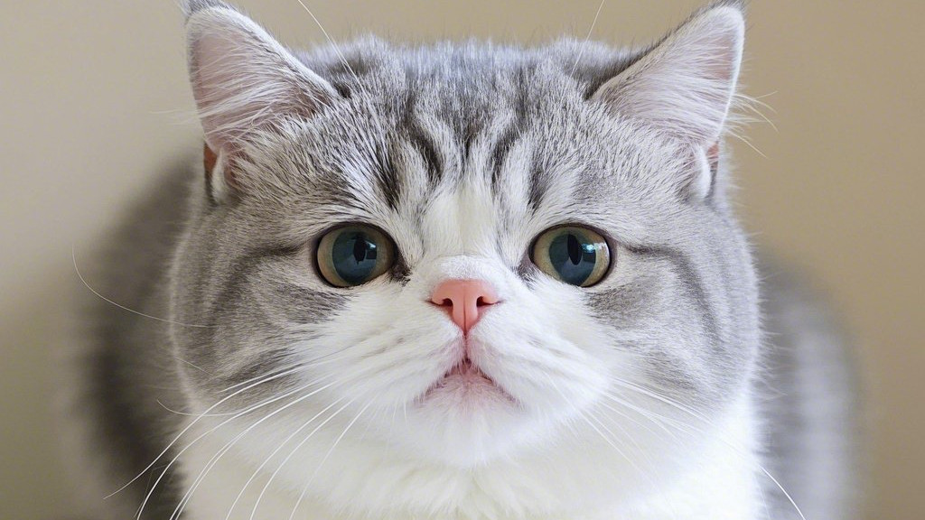 短毛波斯猫：简化装扮不简魅力，简约之中尽显优雅