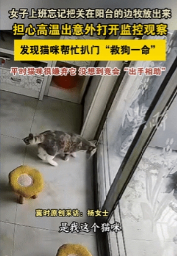 “太有灵性了！”湖北保定，一女子着急上班，把自家狗子关在了阳台上，她怕狗子热出毛