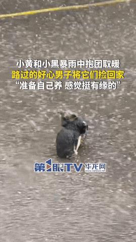 太暖心了！6月19日，湖北恩施下起了暴雨，准备回家的吴师傅在路上发现了两块“石头