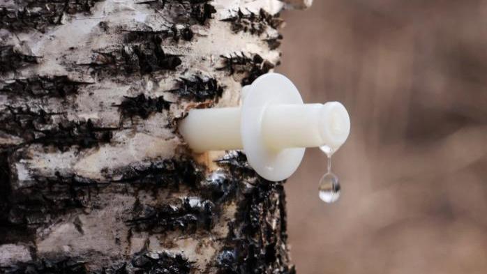 矿泉水落伍了！白桦树汁成“新趋势”，曾经百元一瓶，现在大跌至19一箱