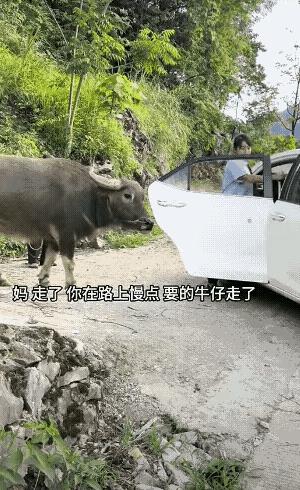 从小养的牛就是贴心。