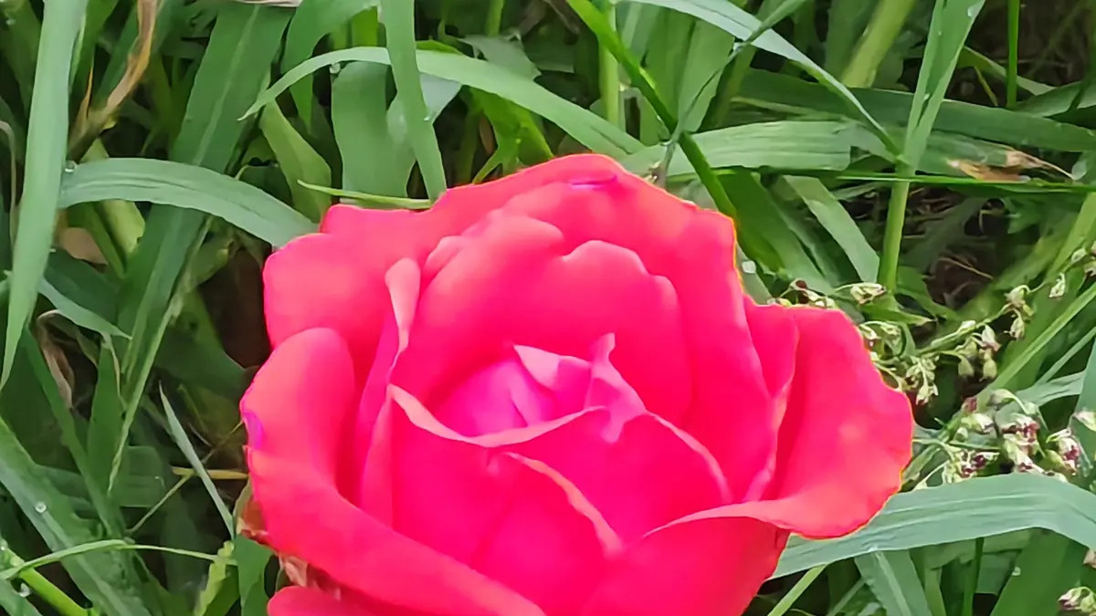 保护能量场，守护好运气