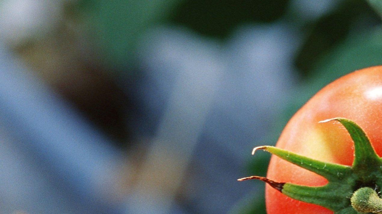 半年光照调控计划，王炸升级，阴雨连绵区域，大豆光照优化方案 (4)