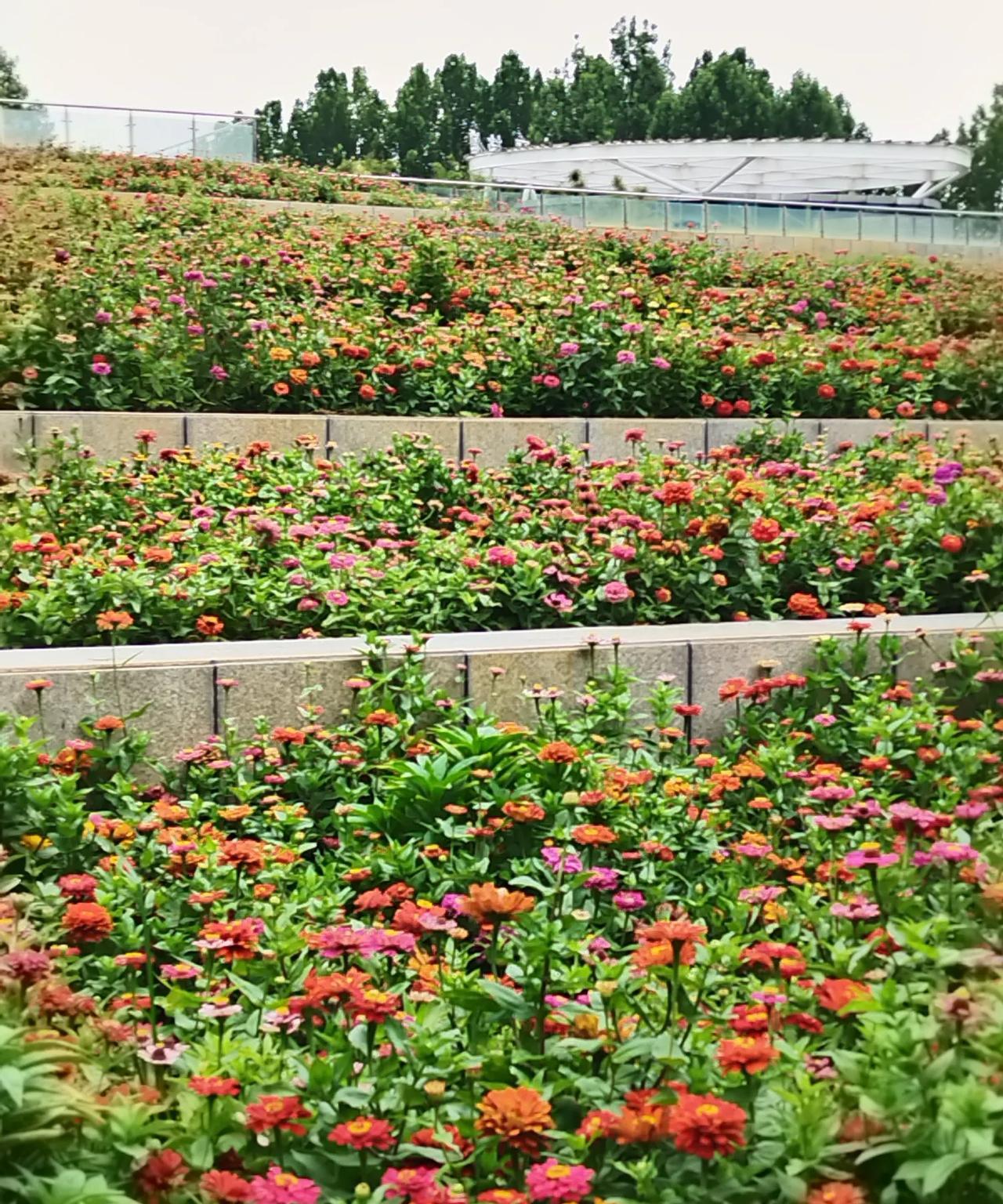 这是什么花？叫啥名？
近日到郑州绿博园游玩，东门附近，较偏僻处，有一大片这样的花