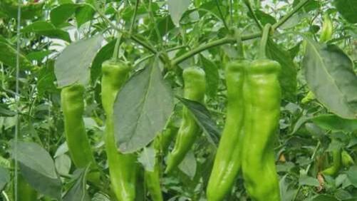 辣椒花期管理技术：呵护繁花，孕育丰硕辣实