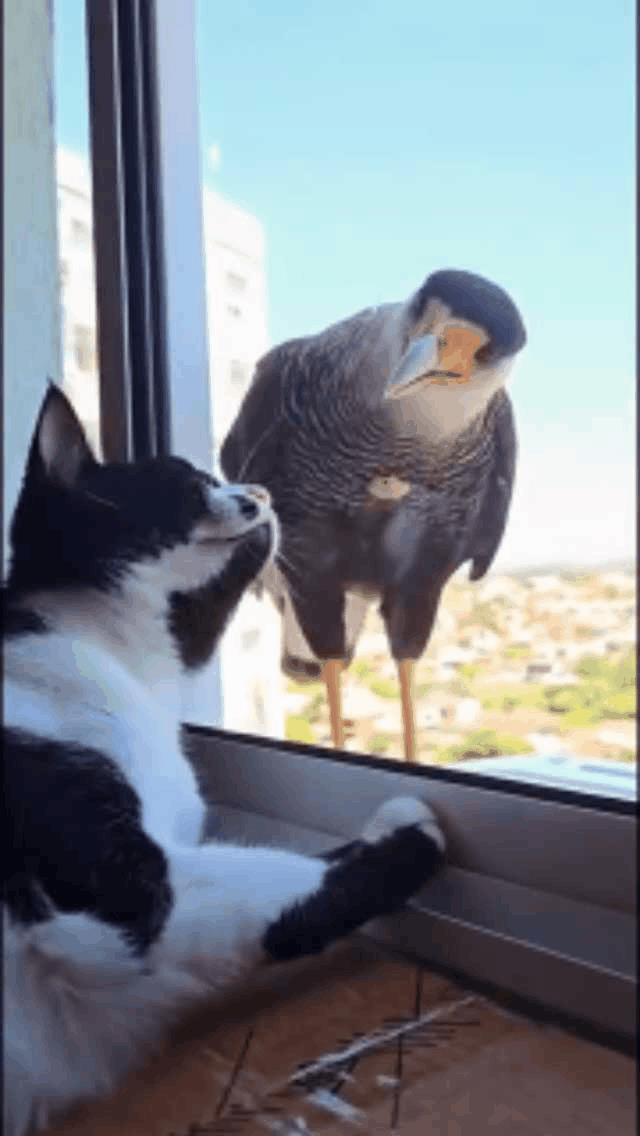 它们结合也生不出猫头鹰！
鹰对花猫发飙说：“我和你生一只猫头鹰难道就这么难吗？”