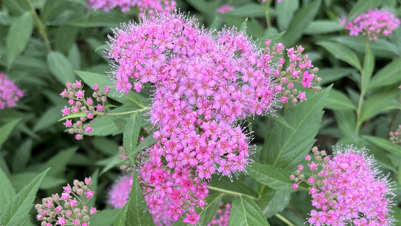 花草世界之283：粉花绣线菊