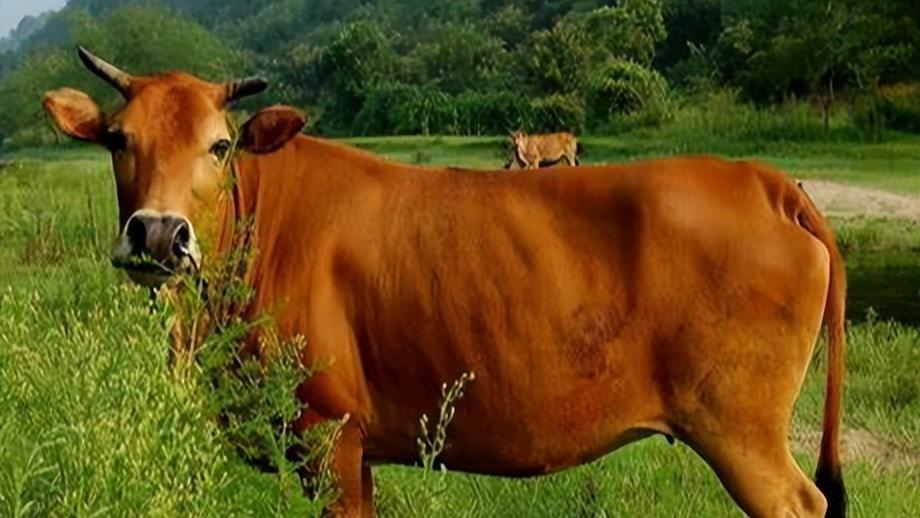 河南大爷把黄牛当家人, 1年后大爷遭人辱骂, 黄牛护主将骂人者撞飞