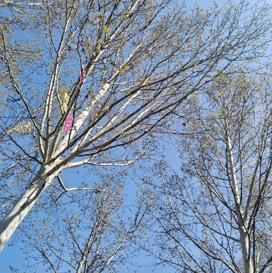 大家有没有发现，如今婚恋市场上有一个现象就是，女生年龄是硬伤，只要年轻漂亮，不管