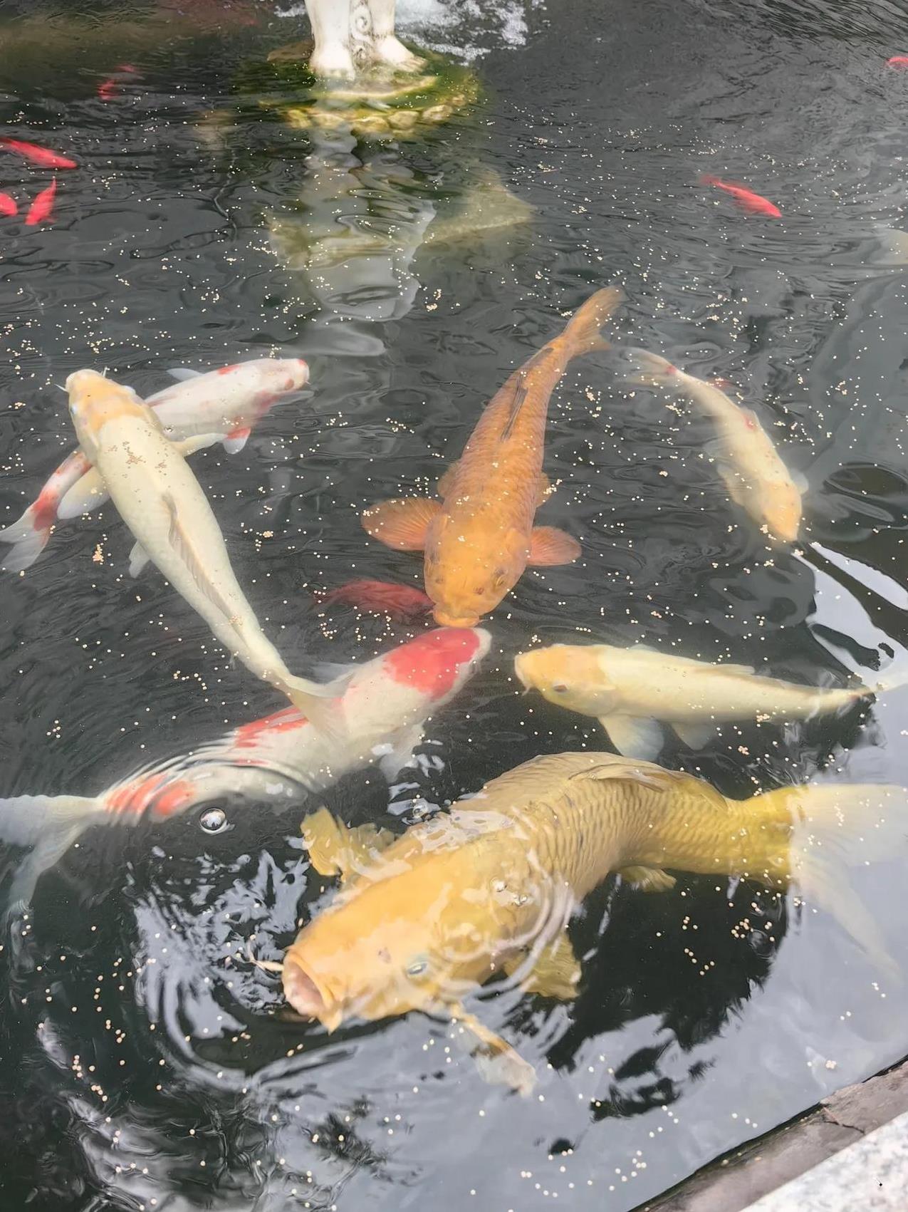 就要离开烟台了，今天到竹林寺的放生池去喂养一下这些鱼儿。
住的小区离着竹林寺很近