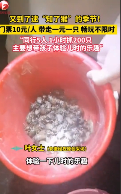 “简直就是捡钱啊！”2025年6月，江苏徐州，一老板为了赚钱，开放自家“知了猴”