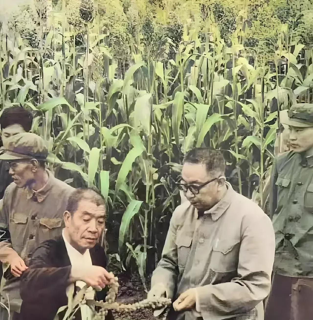 1977年，华国锋与陈永贵在大寨视察调研，来到田间地头，认真查看农作物的生长情况