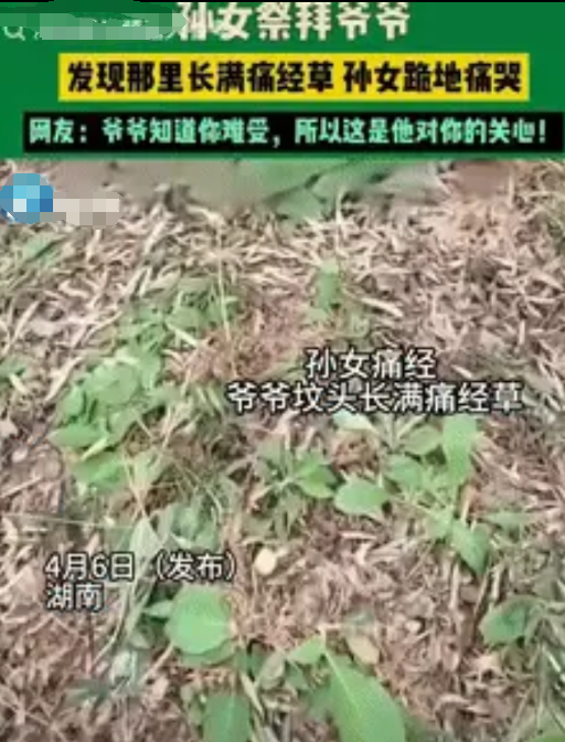 “看哭了！”湖南女子清明祭扫时，在爷爷坟头发现一片蹊跷的“痛经草”，瞬间泪崩跪地
