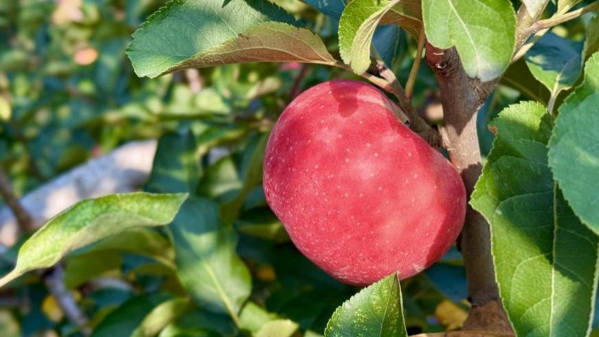 硕果飘香·丰涵海淀丨苹果缀枝，凝甜秋韵