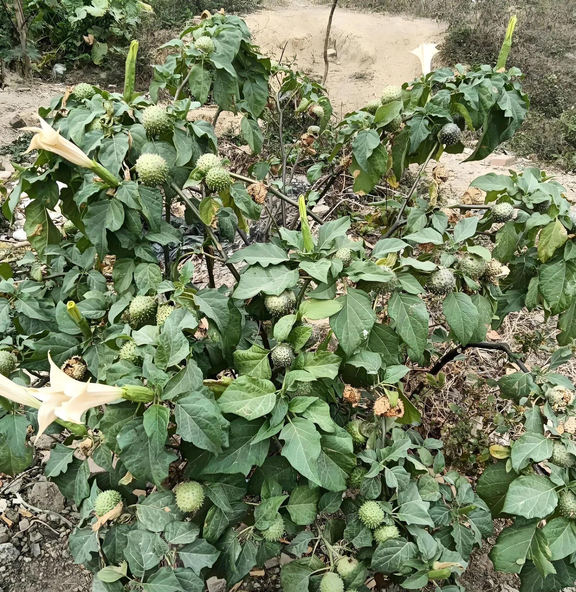 这是荔枝吗？可不可以吃啊？咋感觉有点不像呀？
