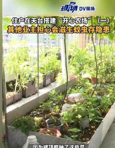 广东广州，一位业主到楼顶，看到周围净是菜，蚊子呼呼扑来，他非常不悦，那位大叔，还