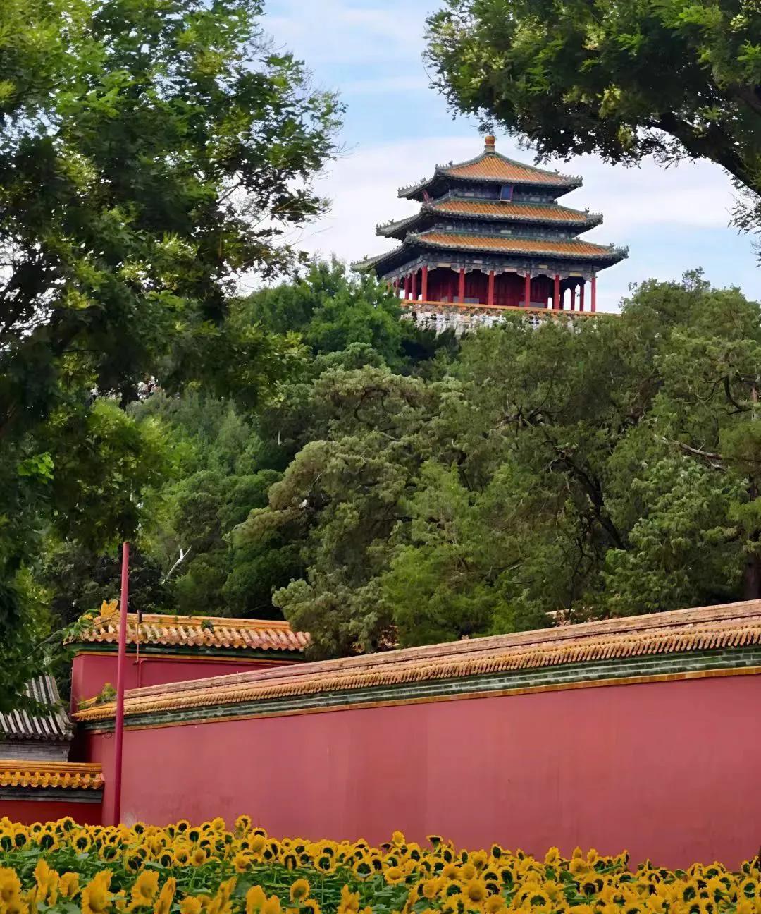 北京景山公园的向日葵花开绚烂
炎炎夏日，继北京奥森公园向日葵
花开壮丽之后，北京