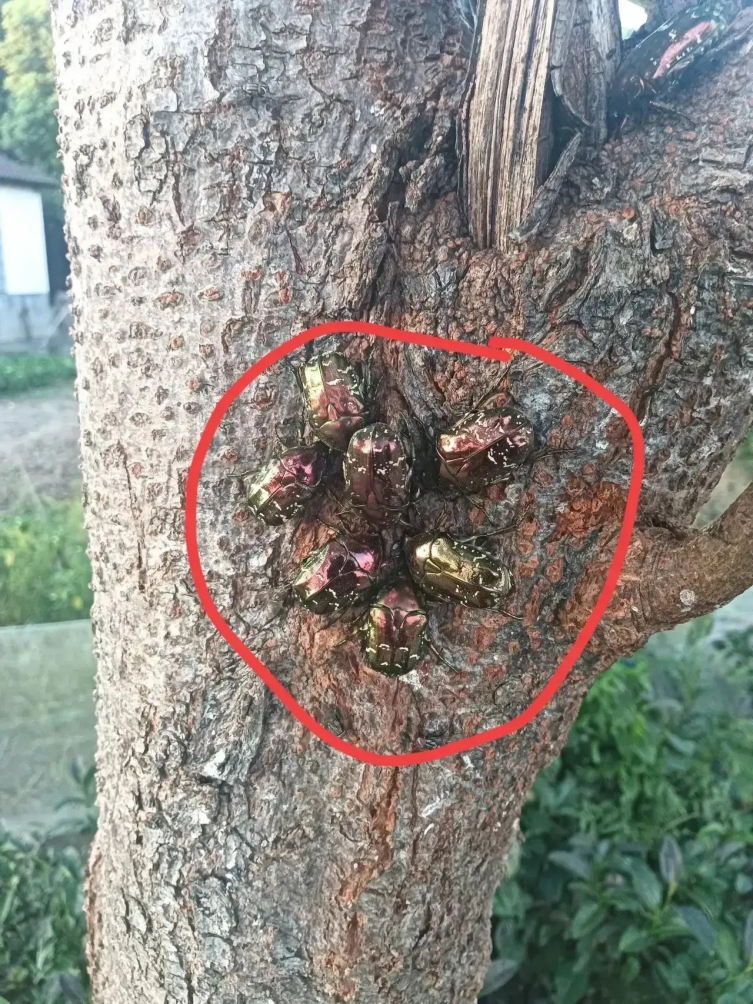 这是什么虫啊 有没有给我科普一下