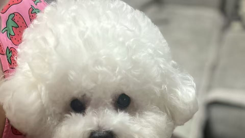万元寻狗 西安未央区梨园路金叶新城附近丢失比熊犬一只