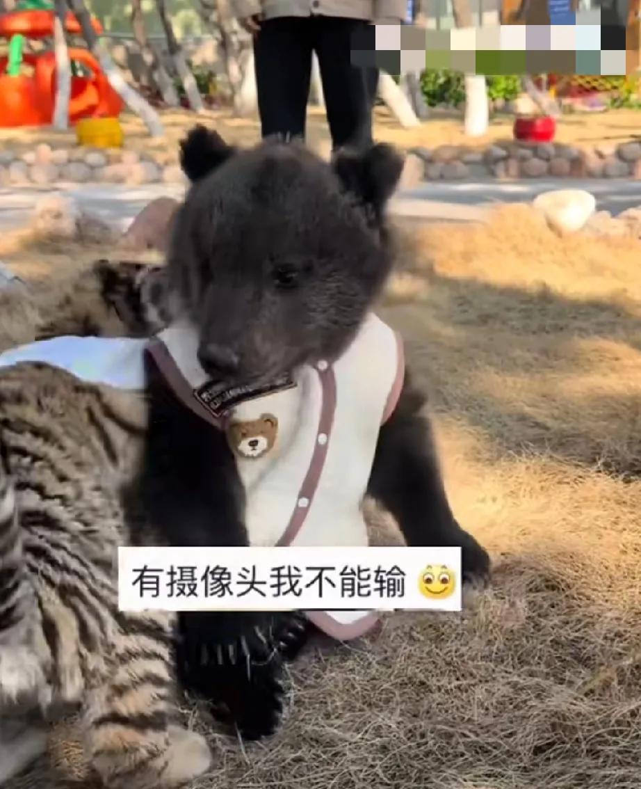 这两个小东西可爱死了，一天的烦闷一下子被它们治愈了，一个萌萌的，一个懵懵的，打起