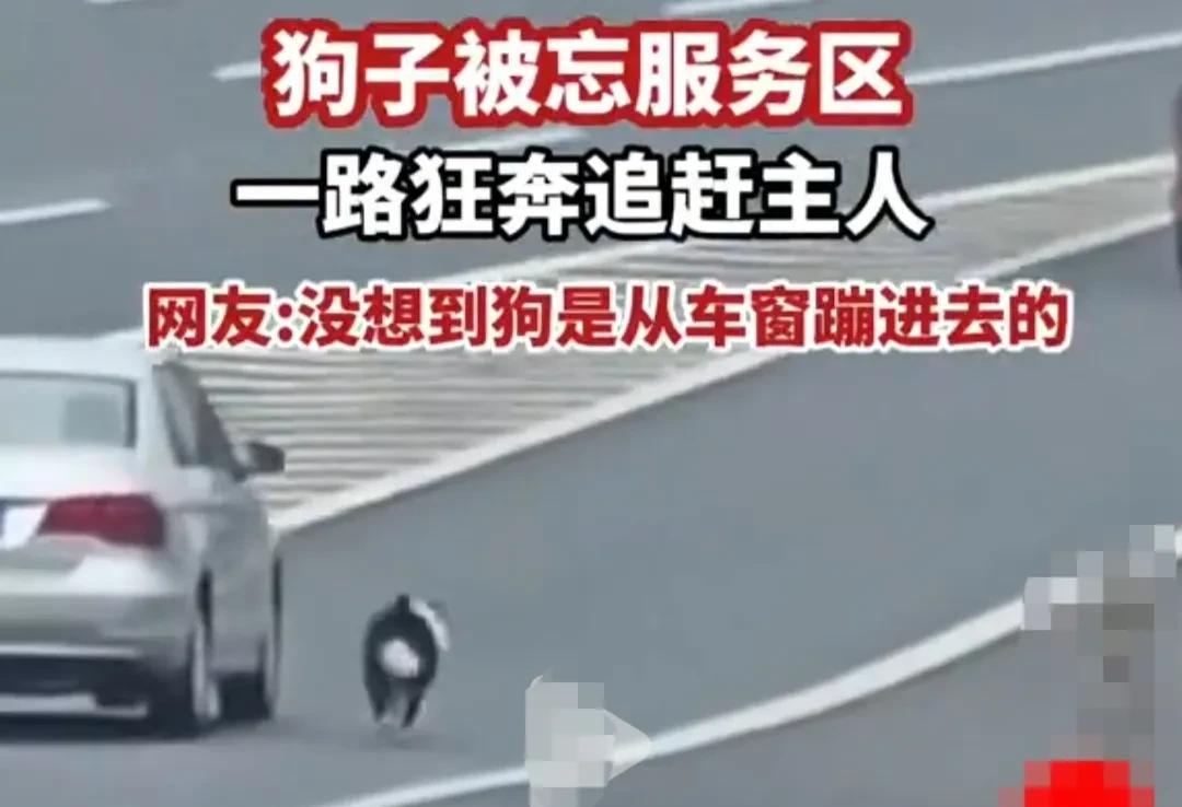 江西，宠物狗在服务区出来方便，主人上车后，没注意到狗狗下车还没上来，便驱车扬长而
