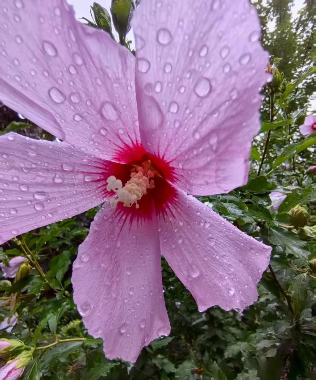 昨天大连城区，只是掉了一点雨点，但是部分地区出现大雨到暴雨，局部大暴雨局部雨量达