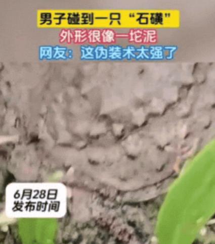 6月28日，男子在爬山时，发现前方泥土竟然在动！他以为是蛇，结果凑近之后，才发现