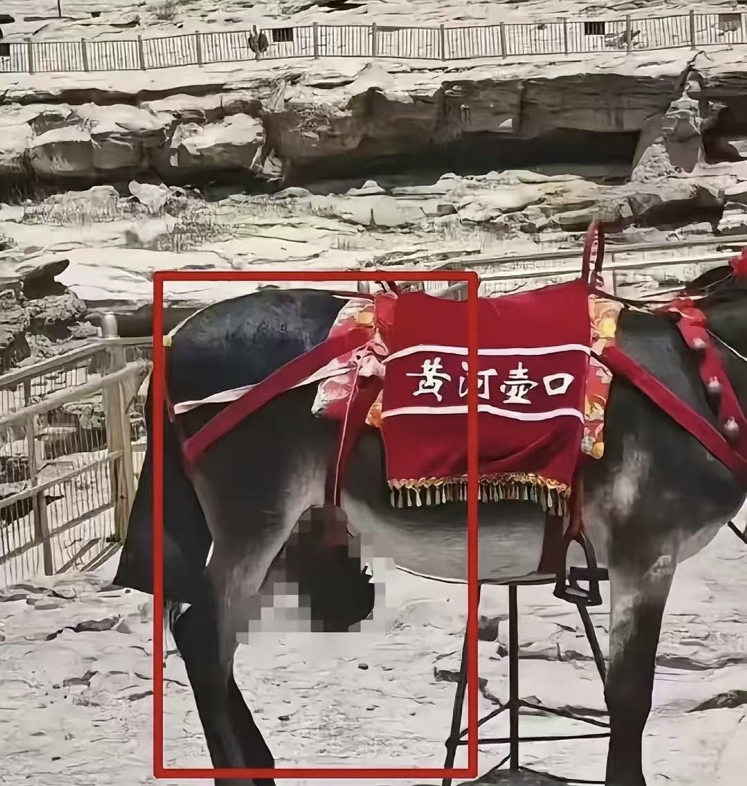 简直笑掉大牙，一女子在壶口景区把一头驴举报了，理由是驴的生殖器外露，有伤风化。这