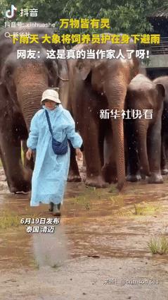 “象背下的晴空，清迈雨林里的无声守护”一名清迈的大象饲养员走在风雨中，不料一只大