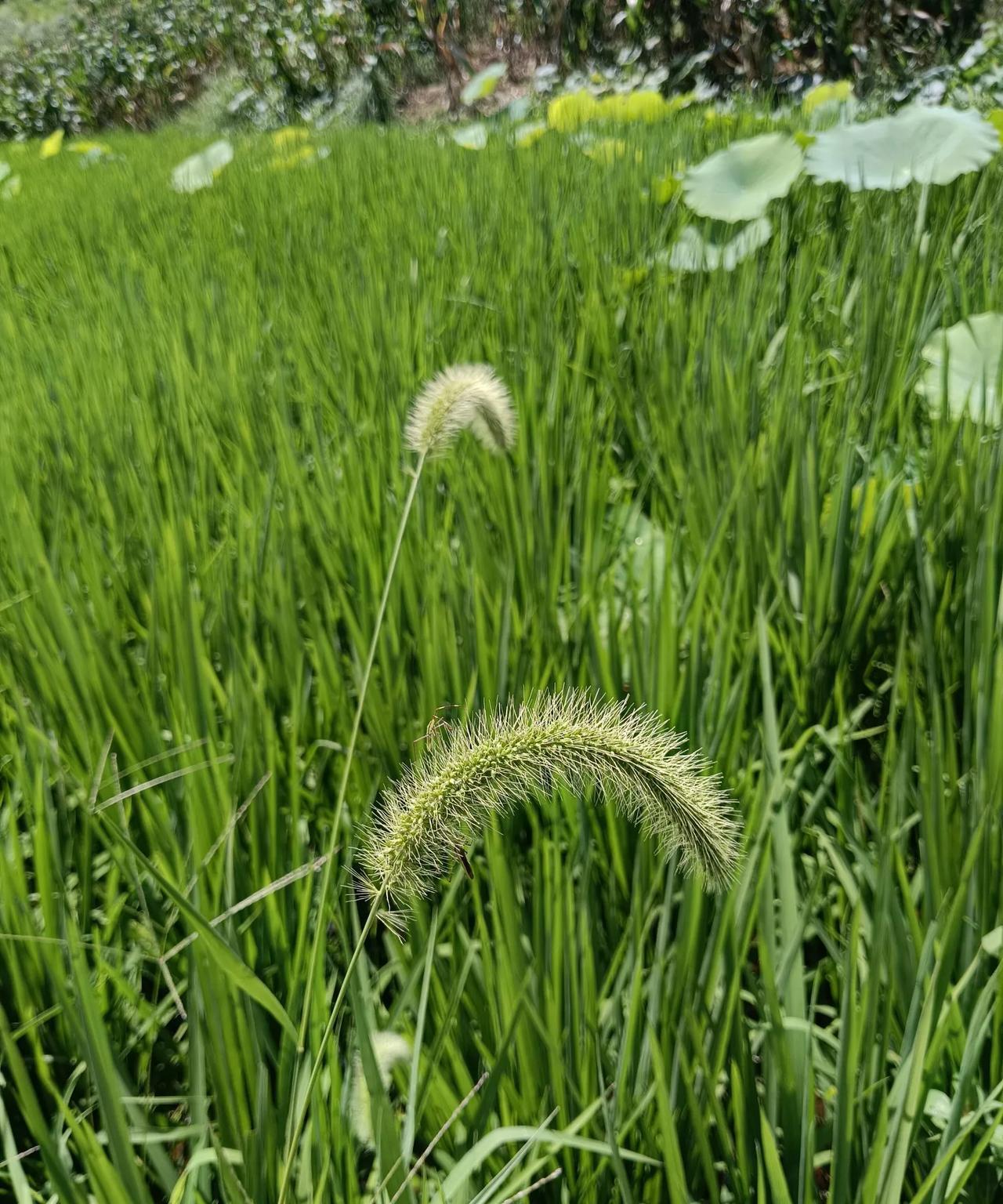 到底有哪些好处
第一，收益直接翻倍
第二，对粉丝朋友们的尊重
第三，互动可以取长