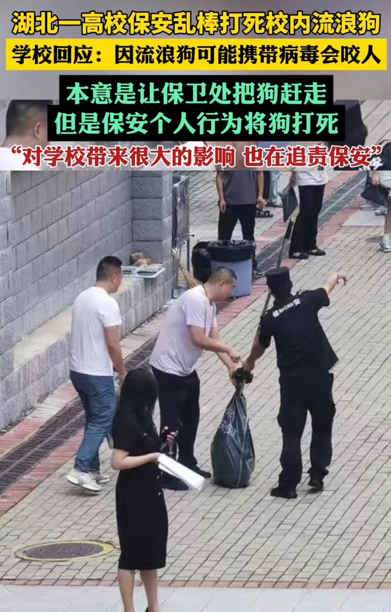 校园流浪狗投喂者签字负责制是大势所趋，湖北城建职业学院打狗事件证明了清理一只流浪