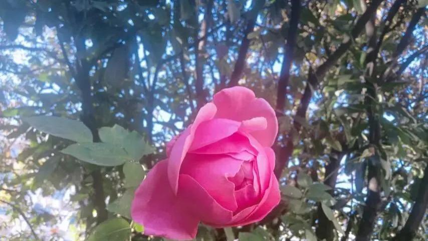 随笔：冬至又何妨，反正春光已经在回来的路上