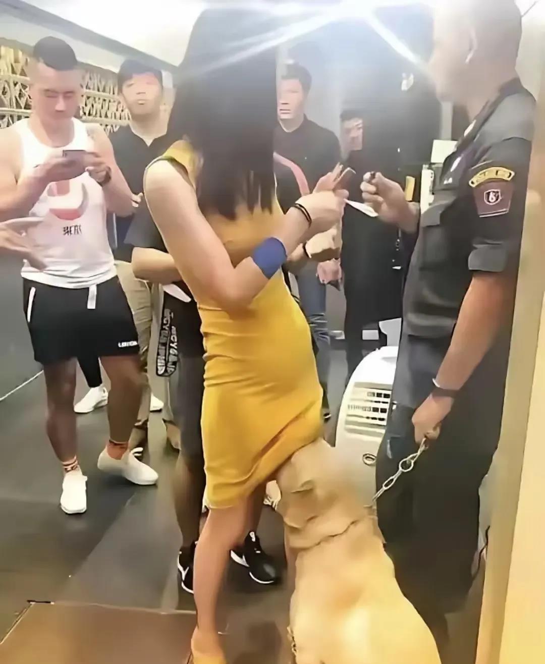 狗工作起来比人都认真