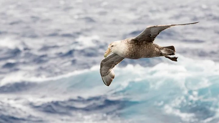 南极怎么玩？装备+体验一篇搞定 朝闻旅行 I 南极