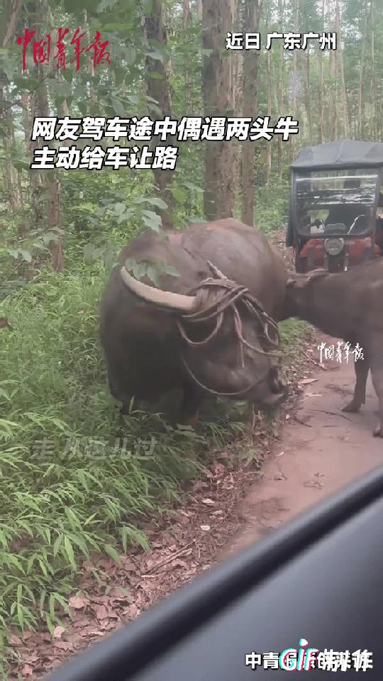 “太通人性了！”广东广州，一位女子驾车走在山间小道上，两头牛站在路中间挡住了她的