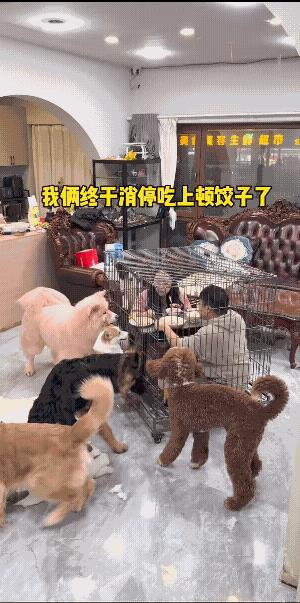 柯基:狗脸都让你丢尽了。
金毛:放心吧！狗界没人关心咱俩的事儿，它们想的是主人。