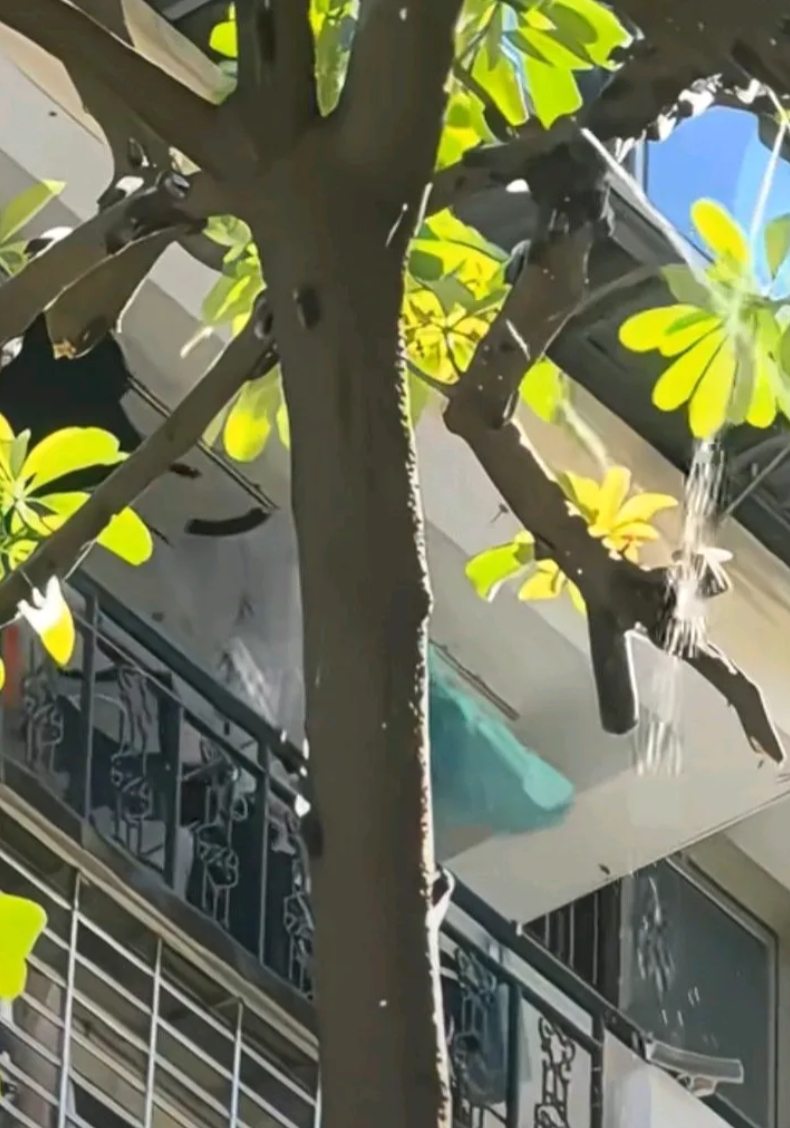 上海蝉尿如下雨市民崩溃，只见每棵树上都挂着很多蝉只，并且这蝉下起尿来跟下雨一样，