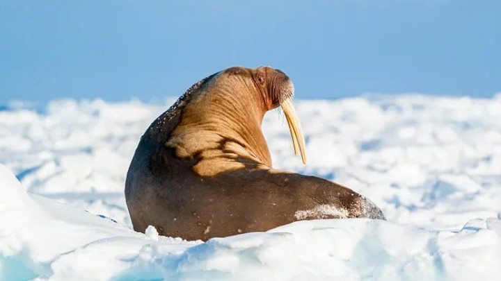 北极+挪威精华‼️15天一网打尽！ 朝闻旅行 I 北极