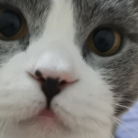 好吃是只猫